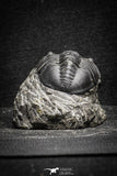 22038 - Well Prepared 2.47 Inch Morocconites malladoides Middle Devonian