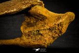 20572 - Museum Grade 14.09 Inch Ethmosphenoid Portion of Braincase of Mawsonia lavocati Cretaceous Coelacanth