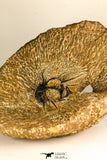 30741 - Partial Prepared 2.94 Inch Dicranurus monstrosus Lower Devonian Trilobite
