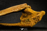 20572 - Museum Grade 14.09 Inch Ethmosphenoid Portion of Braincase of Mawsonia lavocati Cretaceous Coelacanth