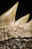 05002 - Beautiful Well Preserved 0.66 Inch Hexanchus microdon Shark Tooth