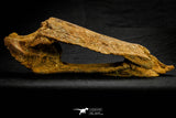 20572 - Museum Grade 14.09 Inch Ethmosphenoid Portion of Braincase of Mawsonia lavocati Cretaceous Coelacanth