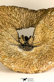30741 - Partial Prepared 2.94 Inch Dicranurus monstrosus Lower Devonian Trilobite
