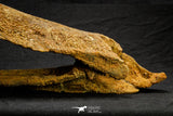 20572 - Museum Grade 14.09 Inch Ethmosphenoid Portion of Braincase of Mawsonia lavocati Cretaceous Coelacanth