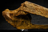 20572 - Museum Grade 14.09 Inch Ethmosphenoid Portion of Braincase of Mawsonia lavocati Cretaceous Coelacanth