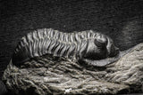 22038 - Well Prepared 2.47 Inch Morocconites malladoides Middle Devonian