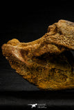 20572 - Museum Grade 14.09 Inch Ethmosphenoid Portion of Braincase of Mawsonia lavocati Cretaceous Coelacanth