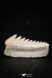 05003 - Beautiful Well Preserved 0.62 Inch Hexanchus microdon Shark Tooth