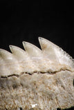 05003 - Beautiful Well Preserved 0.62 Inch Hexanchus microdon Shark Tooth