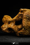 20572 - Museum Grade 14.09 Inch Ethmosphenoid Portion of Braincase of Mawsonia lavocati Cretaceous Coelacanth