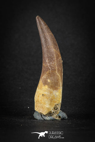88163 - Top Quality 2.11 Inch Rooted Elasmosaur (Zarafasaura oceanis) Tooth