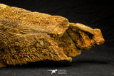 20572 - Museum Grade 14.09 Inch Ethmosphenoid Portion of Braincase of Mawsonia lavocati Cretaceous Coelacanth