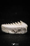 05004 - Beautiful Well Preserved 0.65 Inch Hexanchus microdon Shark Tooth