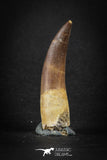 88163 - Top Quality 2.11 Inch Rooted Elasmosaur (Zarafasaura oceanis) Tooth
