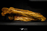 20572 - Museum Grade 14.09 Inch Ethmosphenoid Portion of Braincase of Mawsonia lavocati Cretaceous Coelacanth