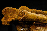 20572 - Museum Grade 14.09 Inch Ethmosphenoid Portion of Braincase of Mawsonia lavocati Cretaceous Coelacanth