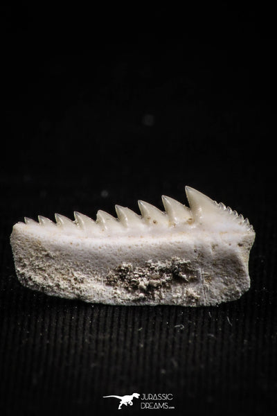 Beautiful Well Preserved 0.65 Inch Hexanchus microdon Shark Tooth ...