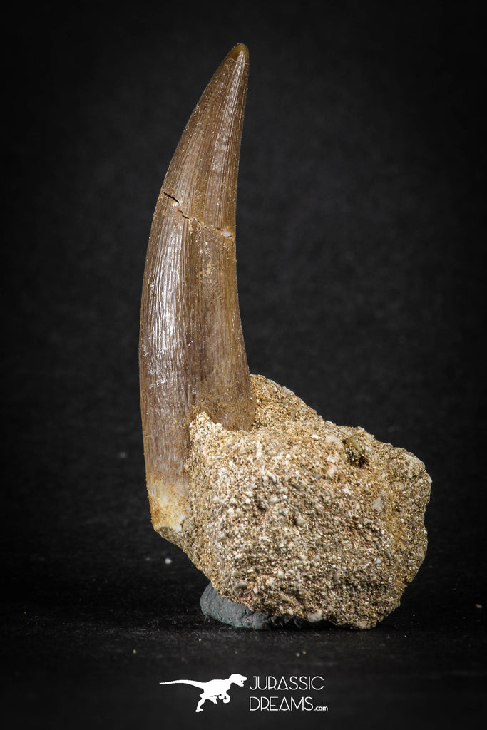 88165 - Top Quality 2.04 Inch Rooted Elasmosaur (Zarafasaura oceanis) Tooth in Natural Matrix