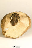 30743 - Well Prepared 1.51 Inch Metacanthina issoumourensis Lower Devonian