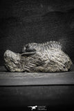 22038 - Well Prepared 2.47 Inch Morocconites malladoides Middle Devonian