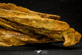 20572 - Museum Grade 14.09 Inch Ethmosphenoid Portion of Braincase of Mawsonia lavocati Cretaceous Coelacanth