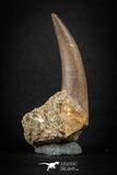 88165 - Top Quality 2.04 Inch Rooted Elasmosaur (Zarafasaura oceanis) Tooth in Natural Matrix