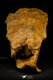 20572 - Museum Grade 14.09 Inch Ethmosphenoid Portion of Braincase of Mawsonia lavocati Cretaceous Coelacanth