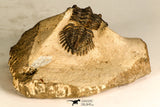 30743 - Well Prepared 1.51 Inch Metacanthina issoumourensis Lower Devonian
