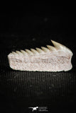 05005 - Beautiful Well Preserved 0.62 Inch Hexanchus microdon Shark Tooth