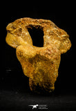 20572 - Museum Grade 14.09 Inch Ethmosphenoid Portion of Braincase of Mawsonia lavocati Cretaceous Coelacanth