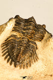 30743 - Well Prepared 1.51 Inch Metacanthina issoumourensis Lower Devonian