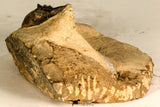 30743 - Well Prepared 1.51 Inch Metacanthina issoumourensis Lower Devonian