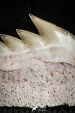 05005 - Beautiful Well Preserved 0.62 Inch Hexanchus microdon Shark Tooth