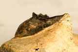 30743 - Well Prepared 1.51 Inch Metacanthina issoumourensis Lower Devonian
