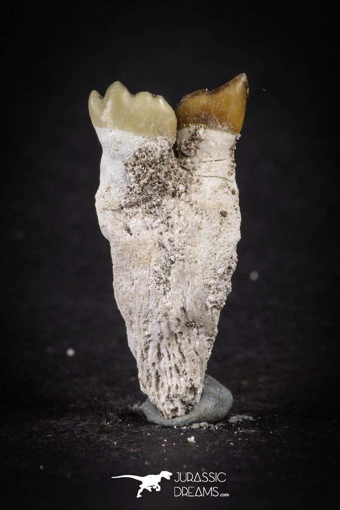 88193 - Top Rare 1.23 Inch Rooted Stephanodus Tooth Cretaceous