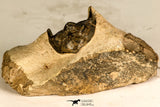 30743 - Well Prepared 1.51 Inch Metacanthina issoumourensis Lower Devonian