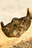 30743 - Well Prepared 1.51 Inch Metacanthina issoumourensis Lower Devonian