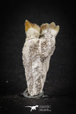 88193 - Top Rare 1.23 Inch Rooted Stephanodus Tooth Cretaceous