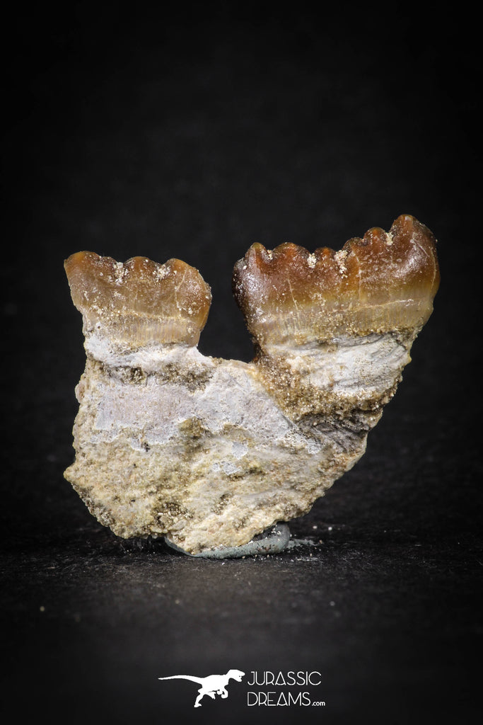 88194 - Top Rare 1.05 Inch Rooted Stephanodus Tooth Cretaceous