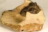 30743 - Well Prepared 1.51 Inch Metacanthina issoumourensis Lower Devonian