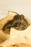 30743 - Well Prepared 1.51 Inch Metacanthina issoumourensis Lower Devonian