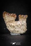 88194 - Top Rare 1.05 Inch Rooted Stephanodus Tooth Cretaceous
