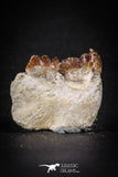 88195 - Top Rare 0.97 Inch Rooted Stephanodus Tooth Cretaceous