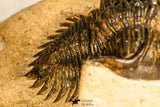30743 - Well Prepared 1.51 Inch Metacanthina issoumourensis Lower Devonian