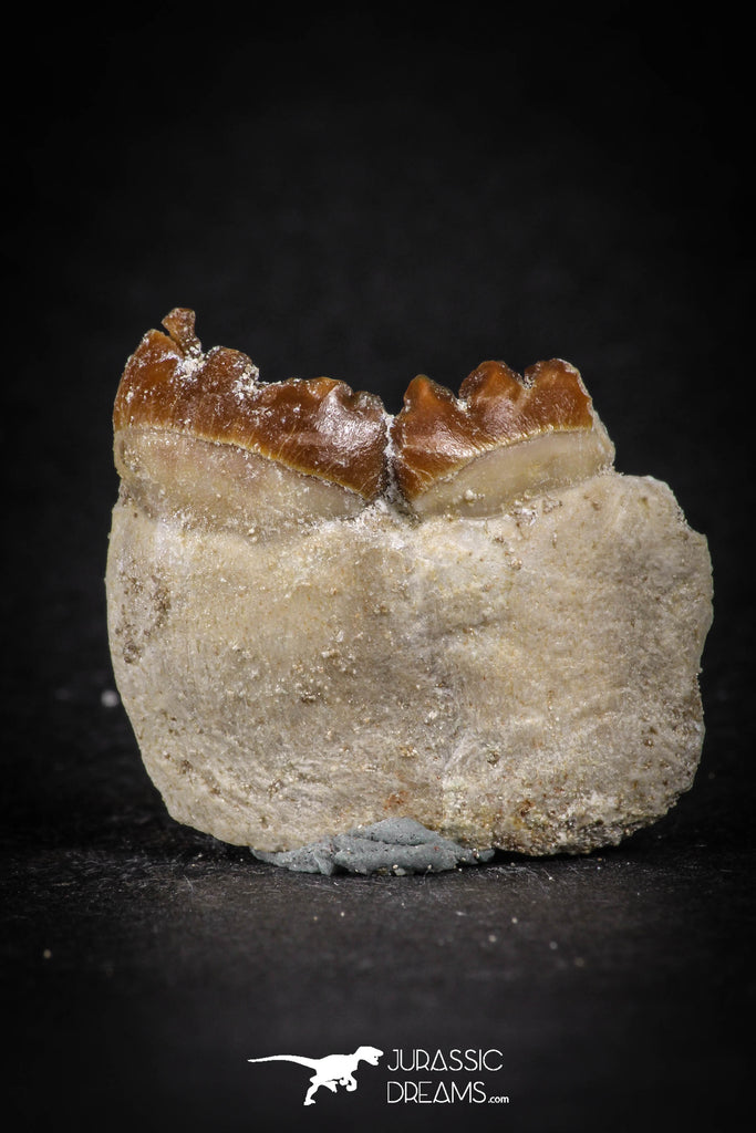 Top Rare 0.97 Inch Stephanodus Tooth Cretaceous – Jurassic-Dreams.com