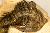 30743 - Well Prepared 1.51 Inch Metacanthina issoumourensis Lower Devonian
