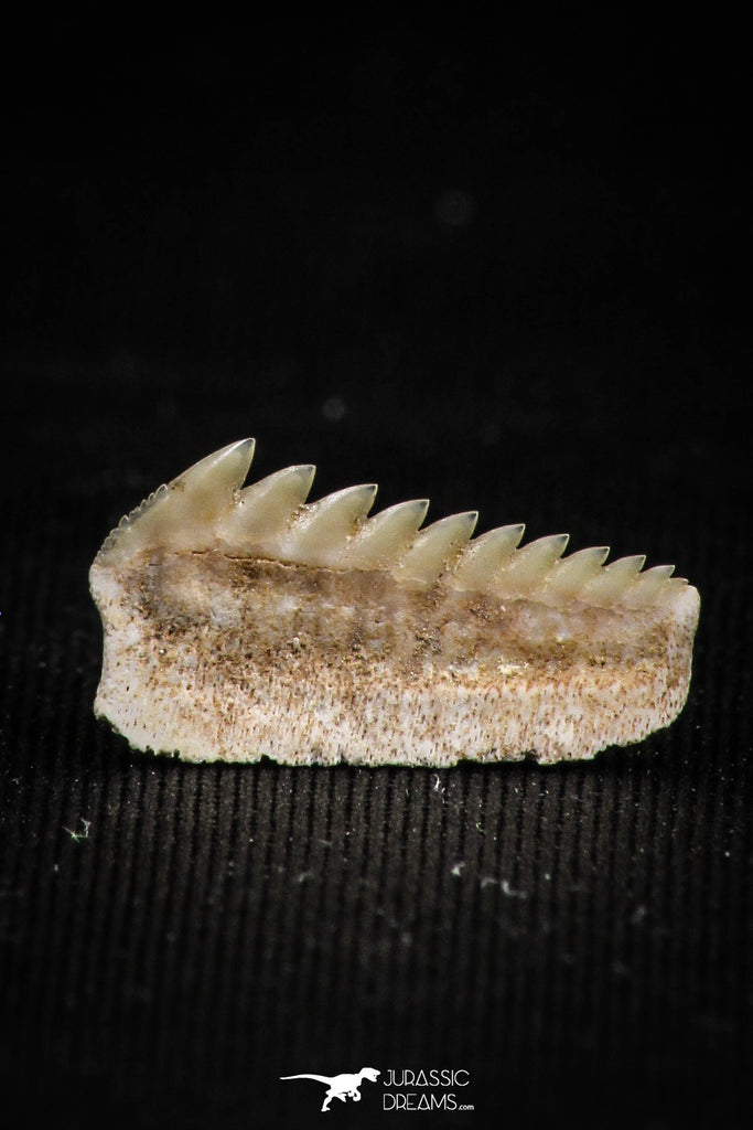 05007 - Beautiful Well Preserved 0.59 Inch Hexanchus microdon Shark Tooth