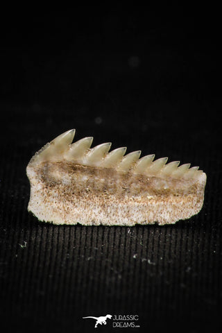 05007 - Beautiful Well Preserved 0.59 Inch Hexanchus microdon Shark Tooth