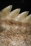 05007 - Beautiful Well Preserved 0.59 Inch Hexanchus microdon Shark Tooth