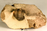 30744 - Beautiful 1.20 Inch Metacanthina issoumourensis Lower Devonian